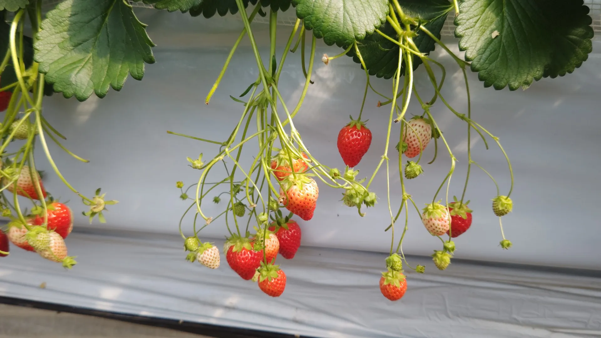 美味しい遠足🎵イチゴ狩り🍓＆ソレイユの丘🎡【横須賀 放課後デイサービス】